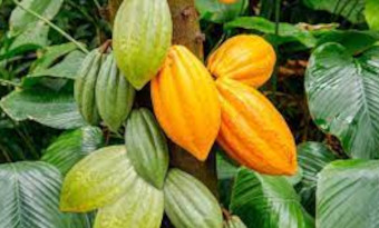 Cacao