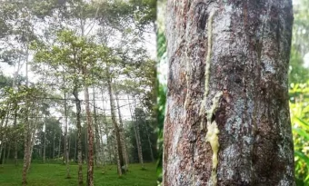 Arbre-Benjoin-resine-Parfum